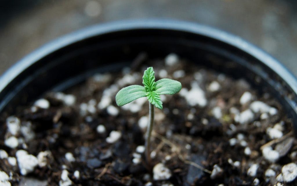 cotyledon leaves on a marijuana plant